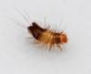 Anthrenus sp.